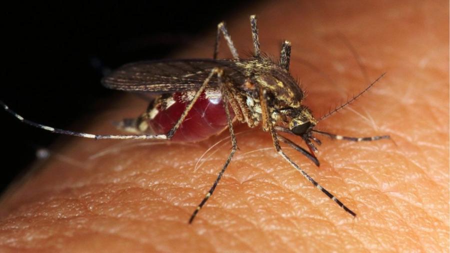 Guerrero en alerta por aumento de dengue