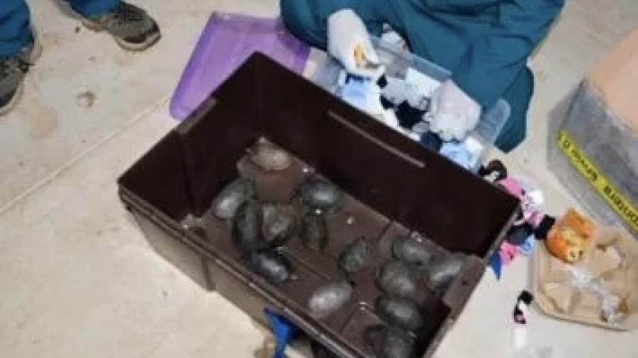 Tráfico de vida silvestre: aseguradas 774 tortugas en aeropuerto de Tijuana