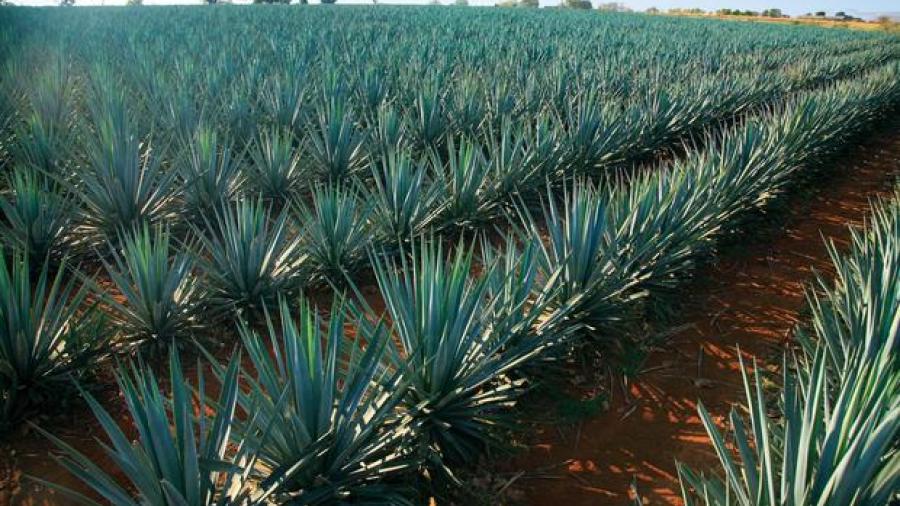 Fortalecen programas de siembra de agave en Tamaulipas