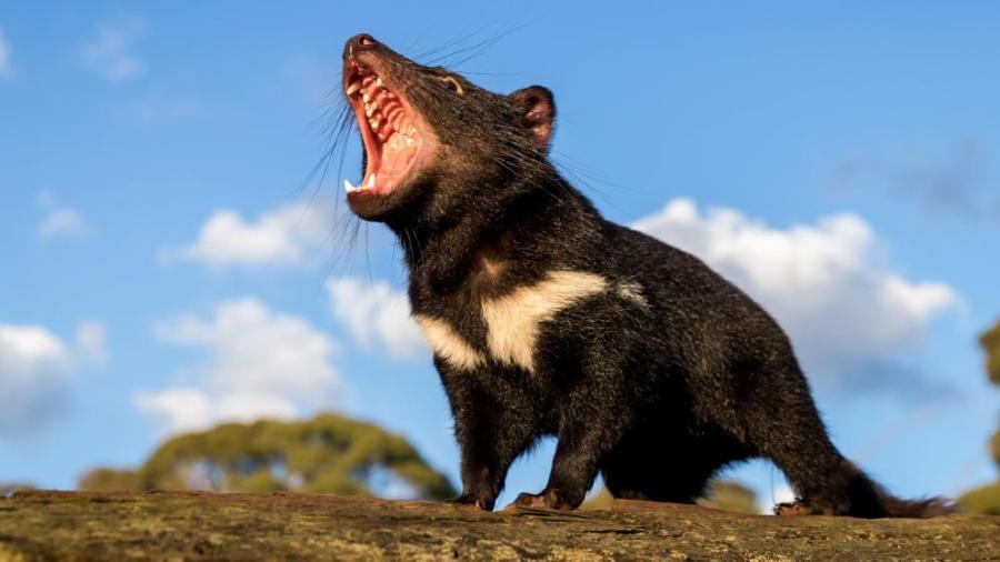 Luego de tres mil años, el demonio de Tasmania regresa a Australia