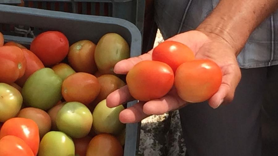 Productores de tomate recienten las trabas de EU para exportar el producto