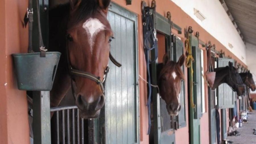Carne de caballos robados es vendida a taqueros de NL