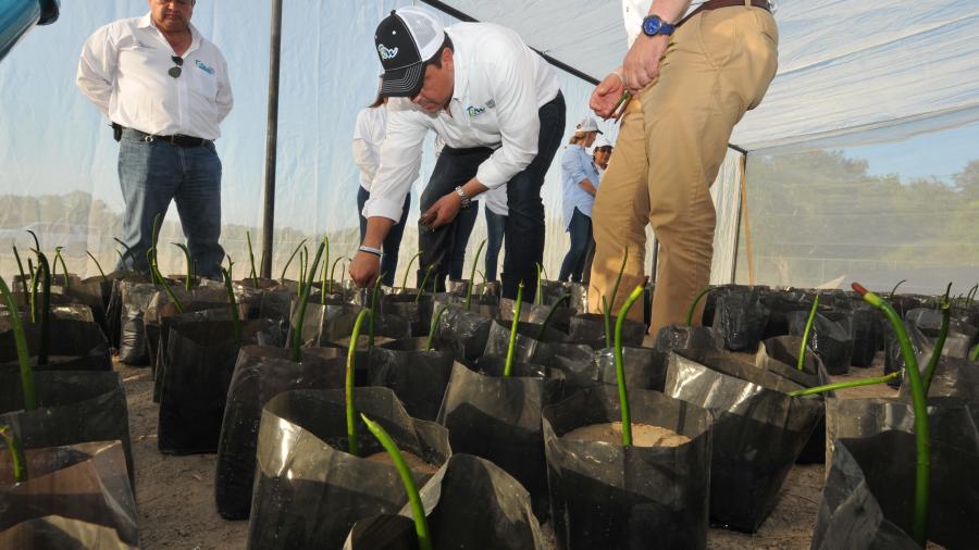 Tamaulipas fortalece la recuperación y producción de Manglar.