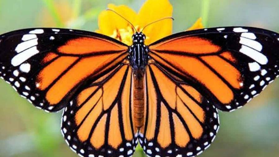Se convoca a documentar los avistamientos de la mariposa Monarca 