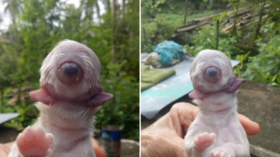 Nace cachorro ‘cíclope’ sin nariz y con dos lenguas