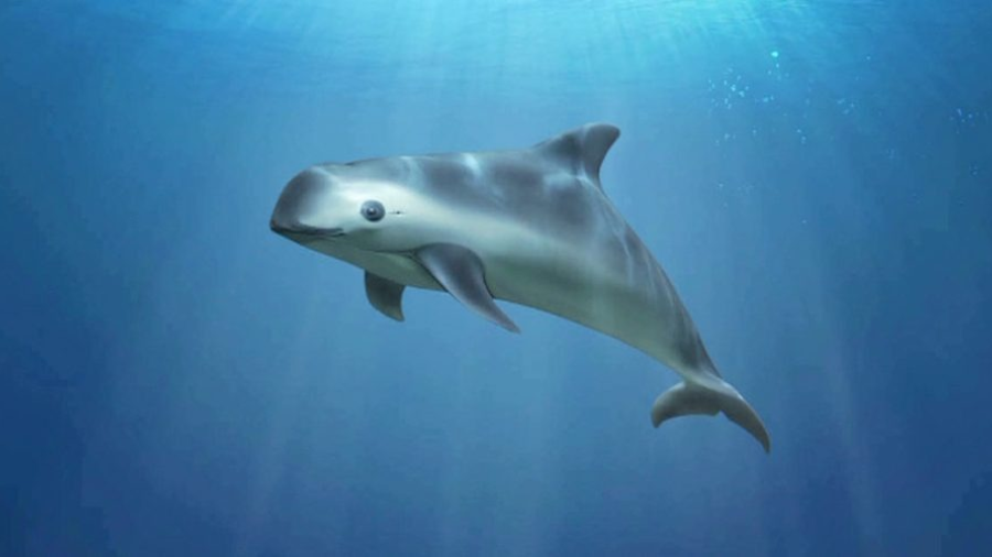 Protegerán a vaquita marina en México