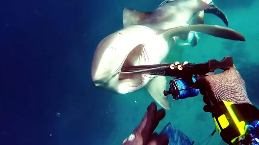 Cifras récord de ataques de tiburones en Australia