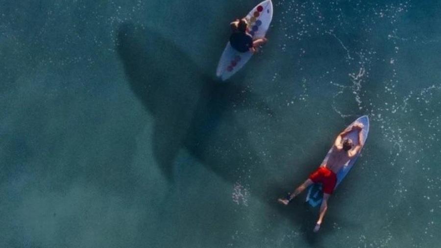 Muere surfista por ataque de tiburón en Australia