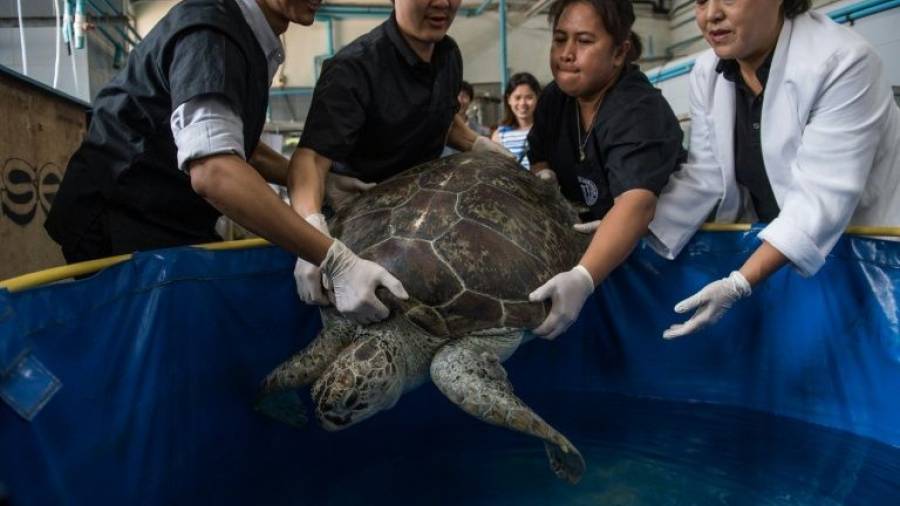 Tras retirar 915 monedas de su sistema digestivo, tortuga tailandesa vuelve a nadar