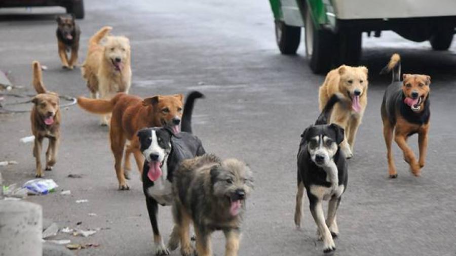 Buscan erradicar sobrepoblación de perros callejeros