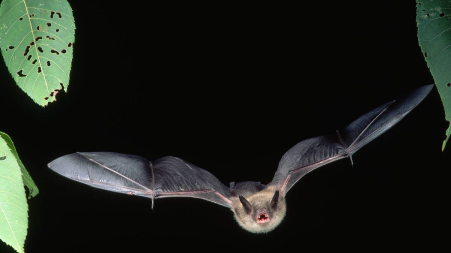 Identifican en murciélagos de Tailandia nuevo coronavirus