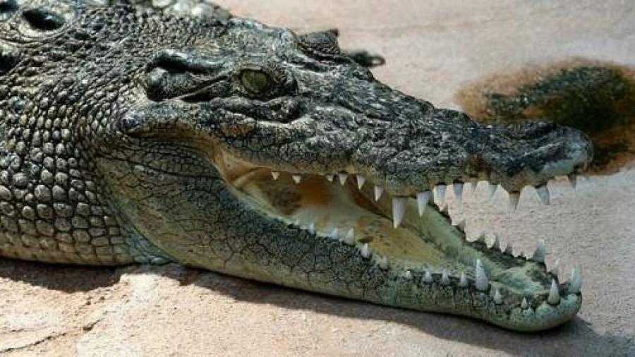 Nuevas medidas de seguridad para ataques de cocodrilos