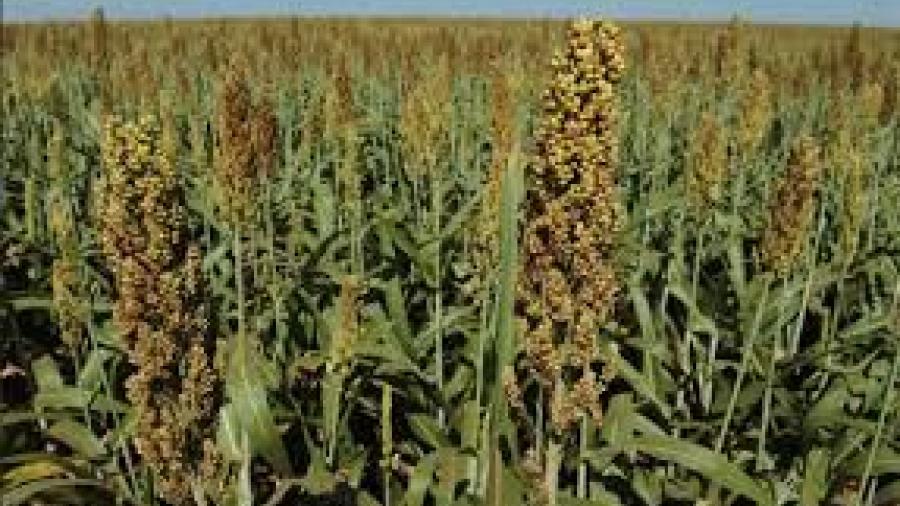 Dañadas 30 mil hectáreas de sorgo por sequía y olas de calor