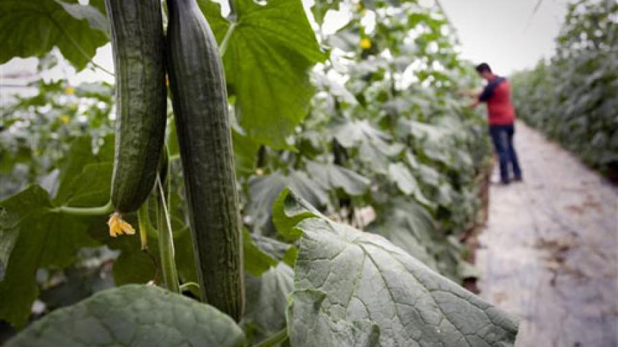 Siguen los beneficios a familias con Invernaderos