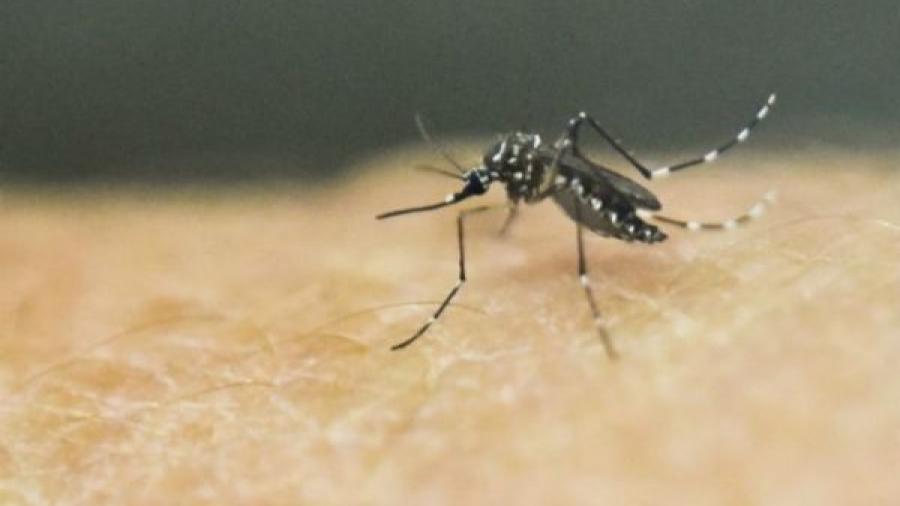 Jalisco repite como primer lugar nacional en casos de dengue