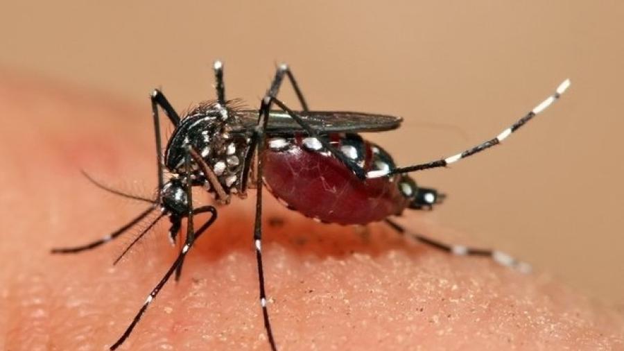 Ya son 82 casos de dengue en Tamaulipas 