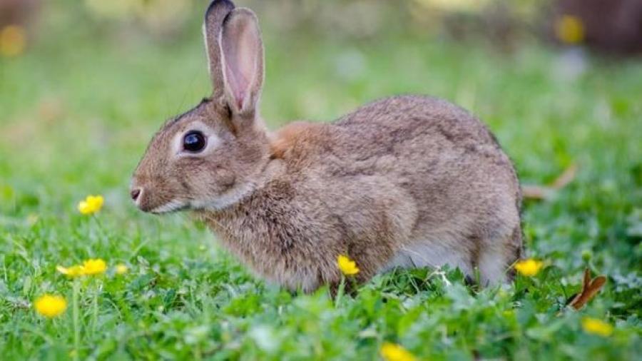 Conejo del monte se suma a las especies en peligro de extinción
