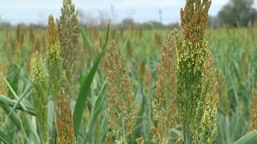 Piden programa para el mejoramiento del campo