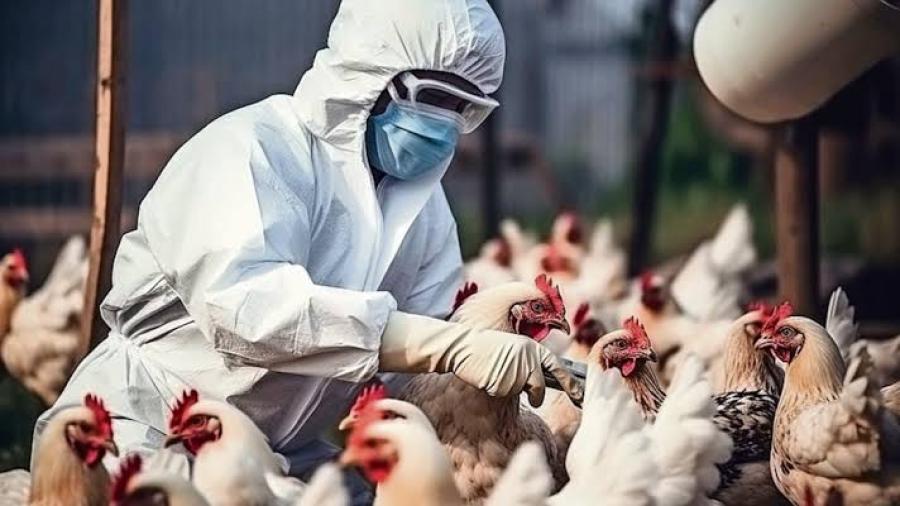 Confirman primer caso grave de gripe aviar, ¿qué implica? 
