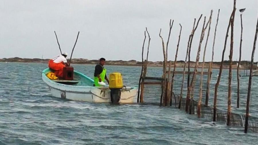 Entra la veda del camarón, tiburón y róbalo