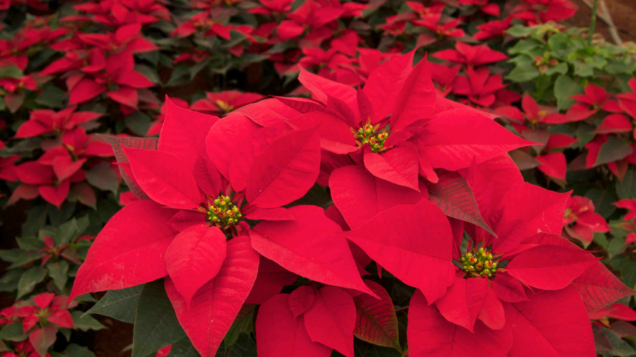 Celebramos el d&iacute;a Nacional de la Nochebuena&nbsp;