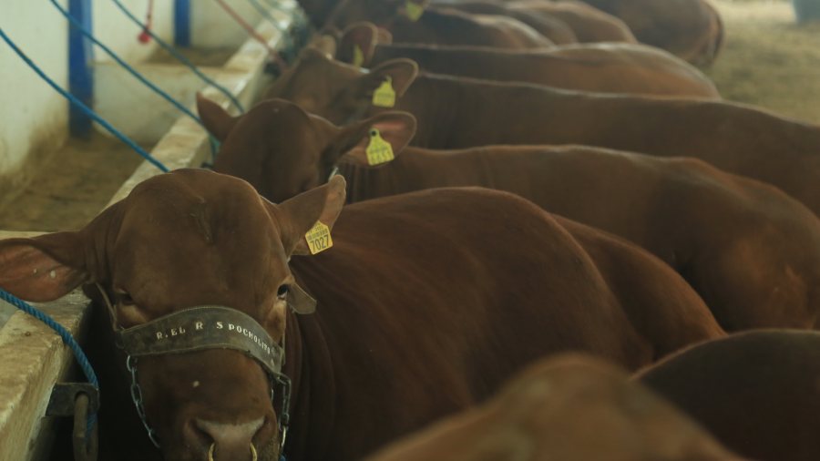 Muestra Tamaulipas lo mejor de su ganadería con subasta