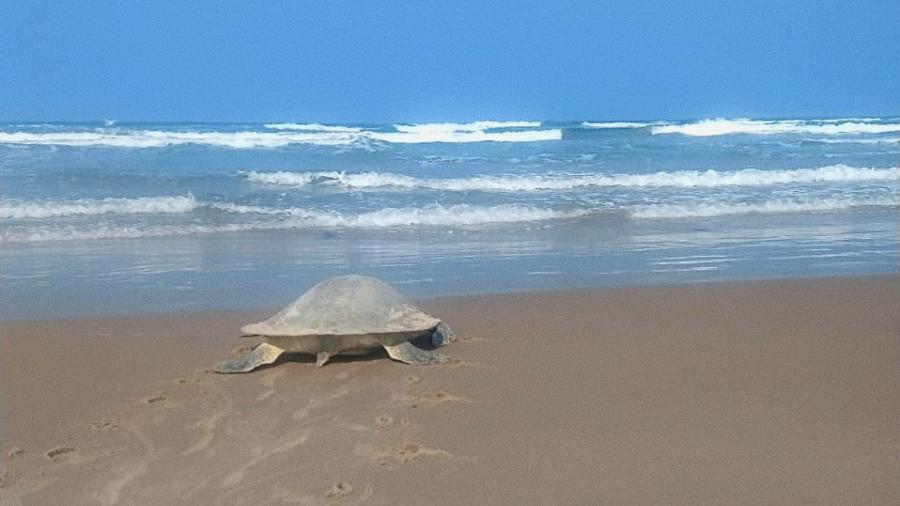 Arriban a Playa Miramar las primeras tortugas Loras