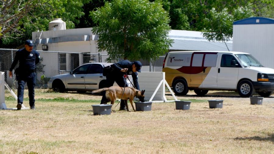 Constante capacitación de manejadores y caninos de la SSPT
