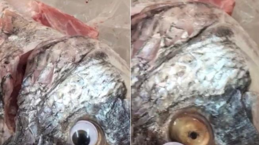 Vendían pescados con ojos falsos para ocultar su mal estado