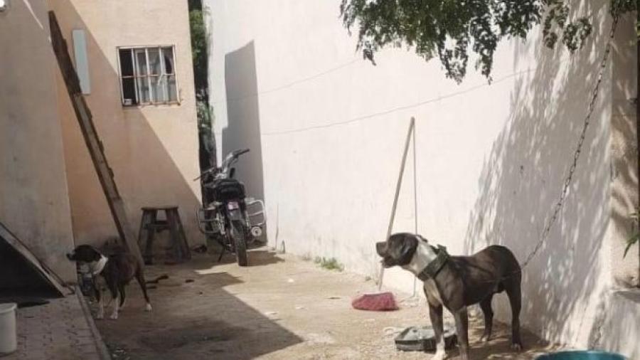 Reportan muerte de mascotas por ola de calor