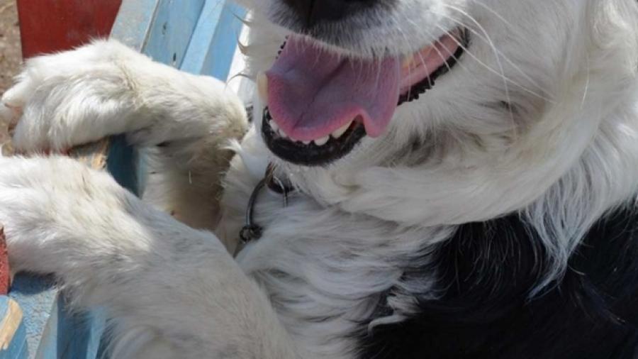 Por lamida de perro, hombre se despide de parte de sus piernas y antebrazos