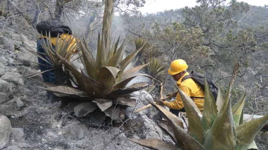 Controlado en 60 por ciento incendio forestal en Arteaga