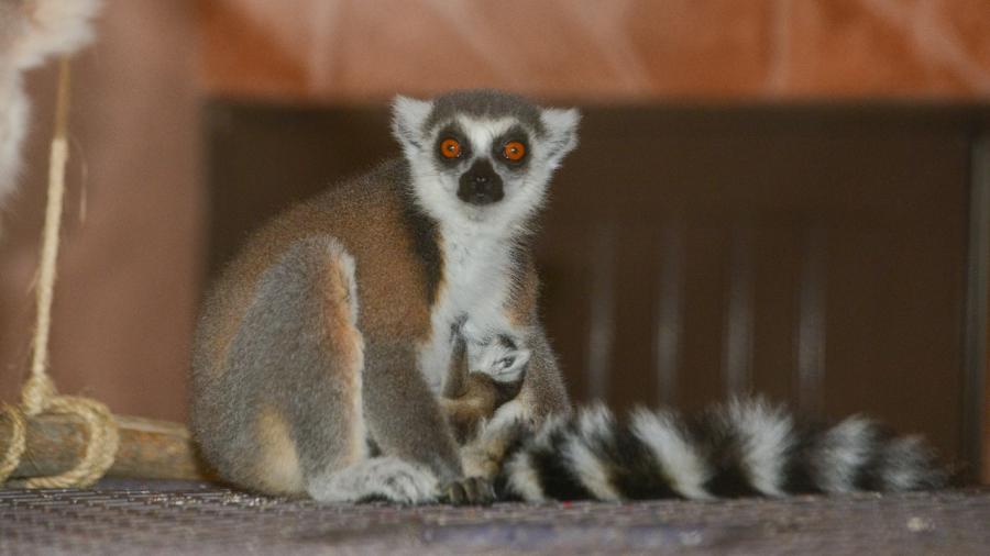 Nace Lémur cola anillada en zoológico de Nvo. Laredo
