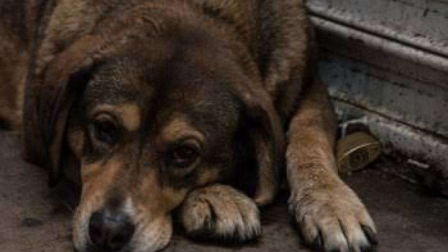 Rescatan a 100 perros en el Edomex; los iban a hacer tacos