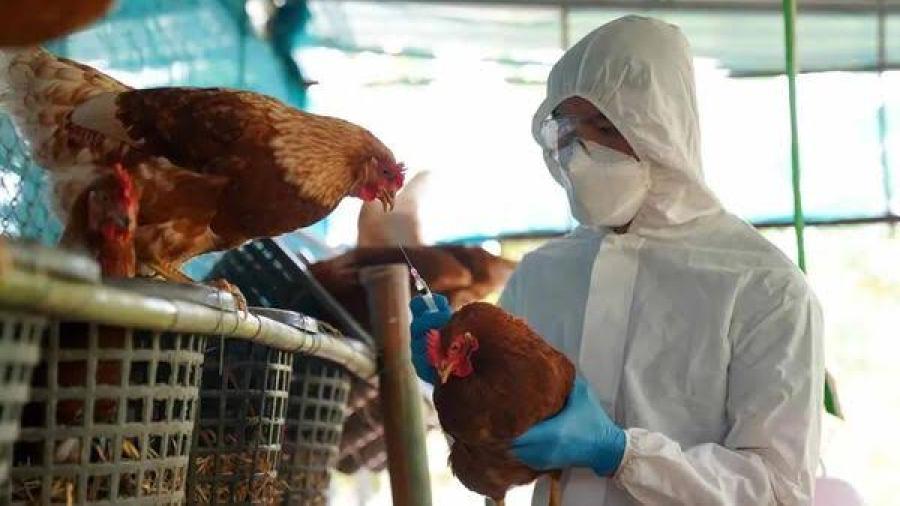OMS advierte de que la virus aviar podría mutar para infectar fácilmente a las personas