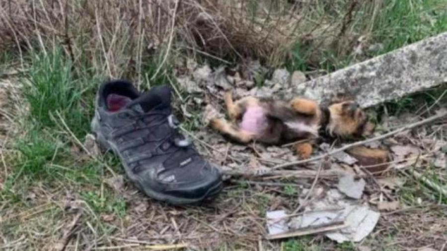 Lomito pasó de vivir en un zapato a tener un hogar donde es feliz