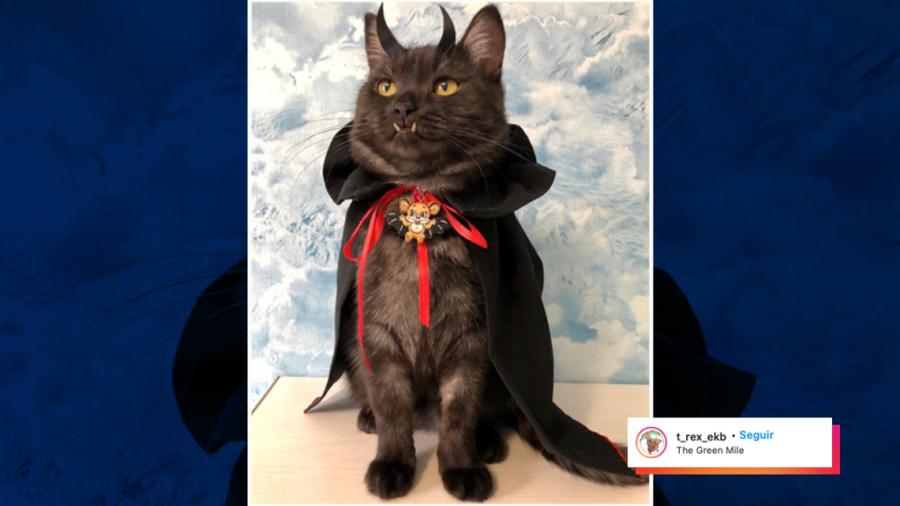 Gato 'vampiro' ayuda a vender libros para apoyar a los animales sin hogar