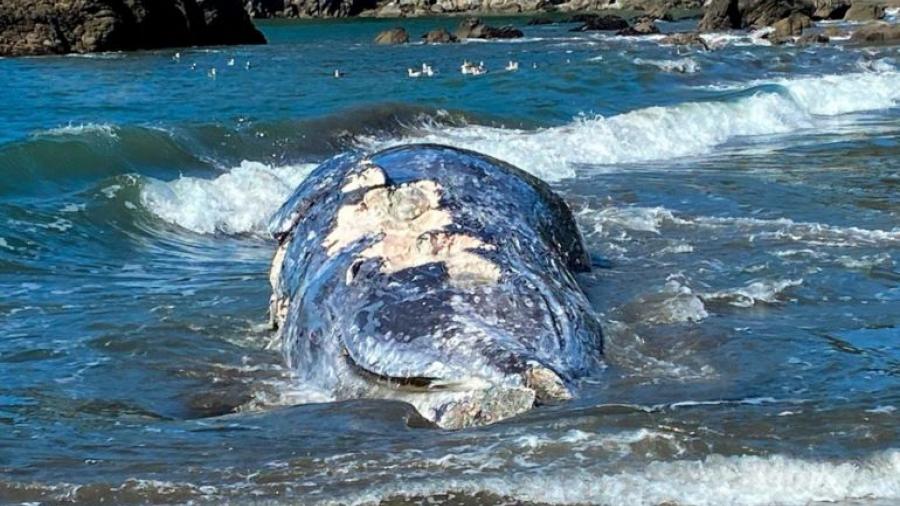 Hallan cuatro ballenas muertas en área de San Francisco