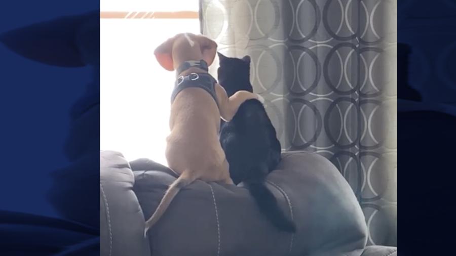 ¡Aww ternurita! Cachorro abraza a gatito mientras mira por la ventana