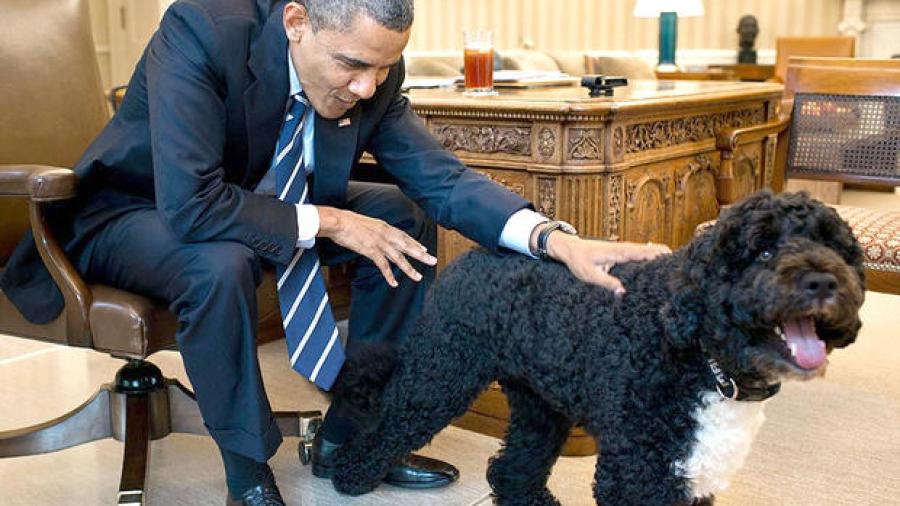 Muerde la mascota de los Obama a una joven en la Casa Blanca