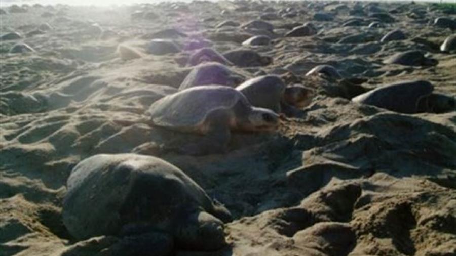 Recibe Oaxaca a cientos de tortugas Golfina