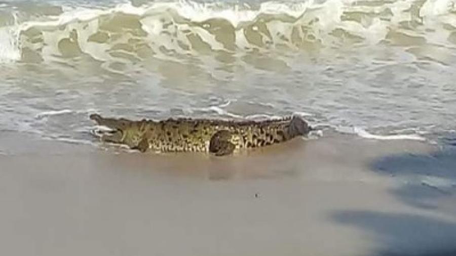 Cocodrilos siguen sorprendiendo a turistas en Puerto Vallarta