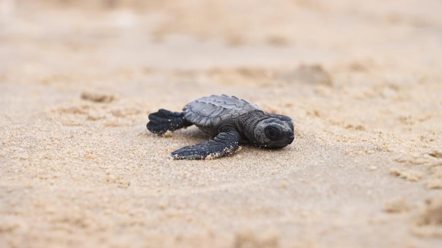 Prepara Comisión de Parques liberación de crías de tortuga lora en playas tamaulipecas