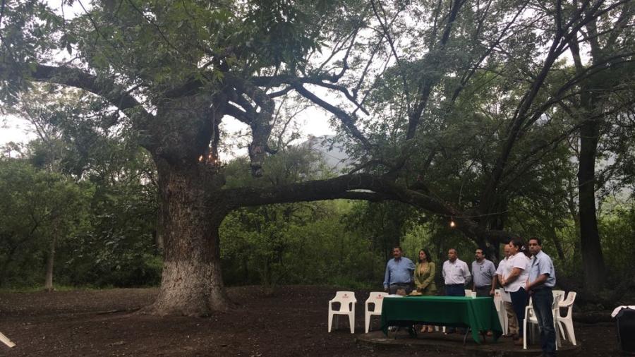 Conmemoran Día del árbol junto a "El abuelo" 