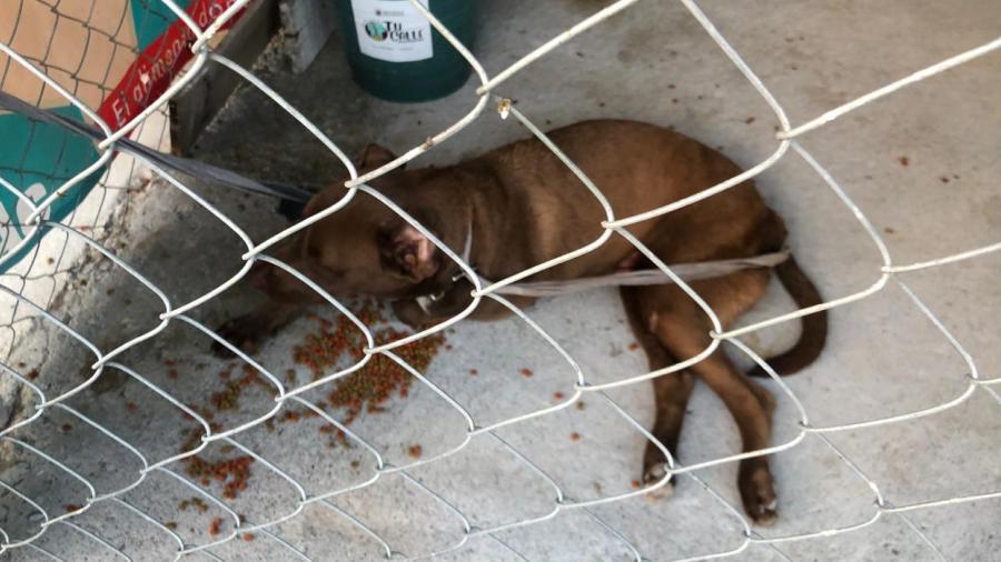 Procederá municipio contra chófer que atropelló a mascota