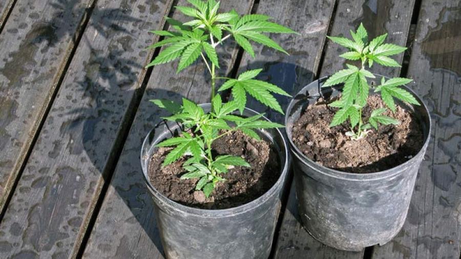 En Chile enseñan a cultivar Cannabis