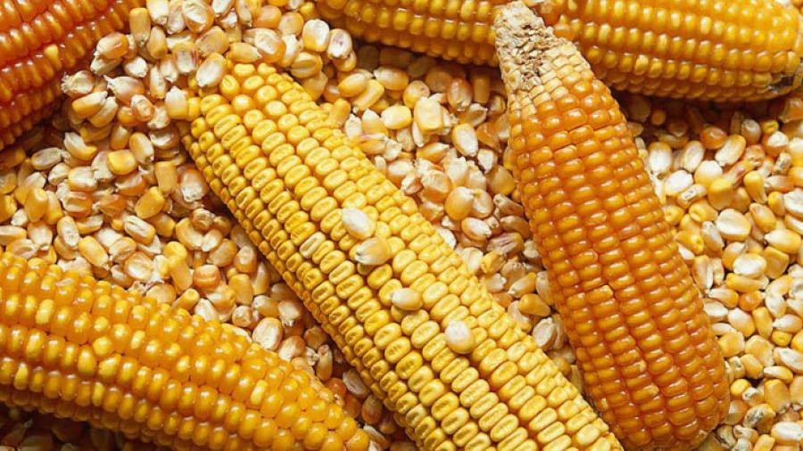 Sagarpa analiza importar maíz de Argentina y Brasil para disminuir dependencia de EU