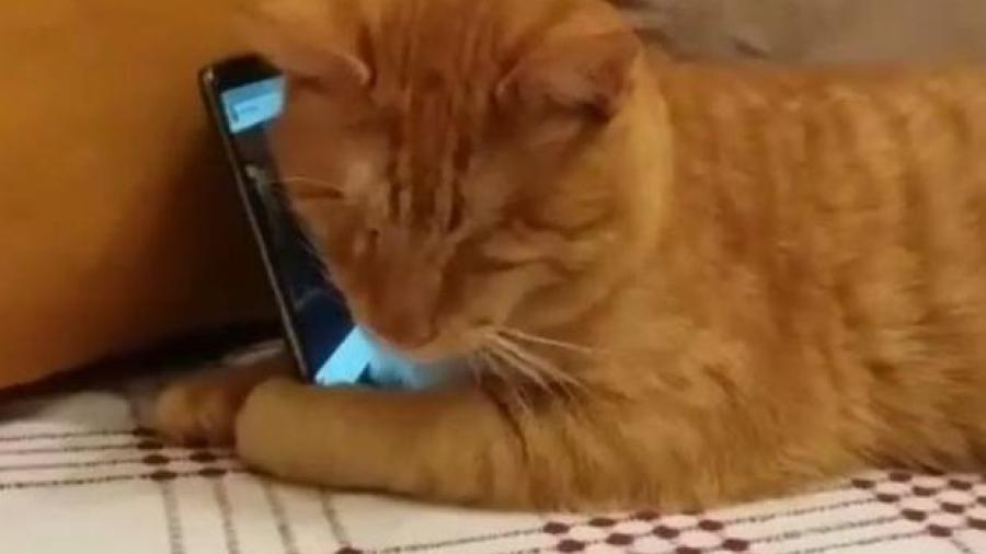 Namik el gato fan número uno de Sarper Duman 