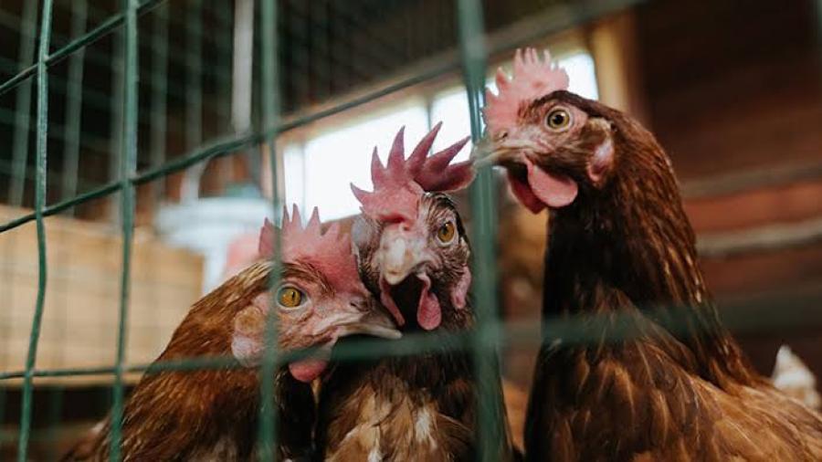 La OMS confirma un caso de gripe aviar en una mujer de 53 años en China