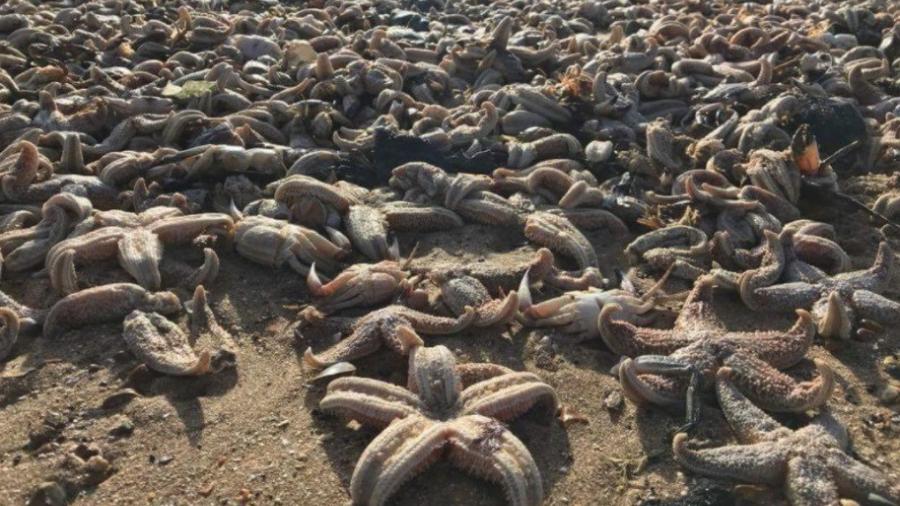 Aparecen muertas cientos de estrellas de mar